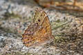 Black-spotted Labyrinth Neope muirheadi lahittei