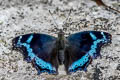 Blue Admiral Kaniska canace canace