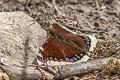 Camberwell Beauty Nymphalis antiopa yedanula (Mourning Cloak)