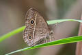 Chinese Bushbrown Mycalesis gotama charaka