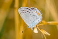 Short-tailed Blue Everes argiades hellotia