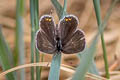 Short-tailed Blue Everes argiades hellotia