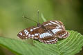 Spotted Sergeant Athyma sulpitia sulpitia