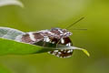 Spotted Sergeant Athyma sulpitia sulpitia