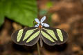 Banded Tigerwing Aeria eurimedia sisenna (Eurimedia Clearwing)