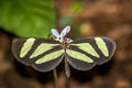 Banded Tigerwing Aeria eurimedia sisenna (Eurimedia Clearwing)