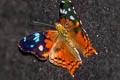 Cinderella Mapwing Hypanartia cinderella