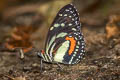 Common Elzunia Elzunia humboldt bomplandii