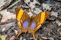 Corinna Daggerwing Marpesia corinna (Orange-edged Daggerwing)