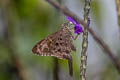 Dorantes Longtail Cecropterus dorantes dorantes