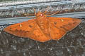 Fiery Scarlet-eye Dyscophellus porcius porcius 