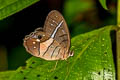 Red-washed Satyr Pierella helvina ocreata (Red-patched Phantom Satyr)