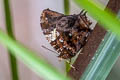 Silver-studded Leafwing Hypna clytemnestra ssp. (Jazzy Leafwing)