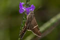 Tanna Longtail Spicauda tanna