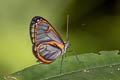 Terra Clearwing Ithomia terra oenanthe (Chaired Ithomia)