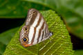 White Satyr Pareuptychia ocirrhoe ssp. (Double-white Satyr)