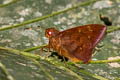 Narrow-frosted Ruby-eye Talides alternata