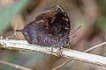 Armoured Leafwing Memphis acidalia memphis (sepia-patched Leafwing)