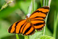 Banded Longwing Dryadula phaetusa (Orange-banded Heliconian)