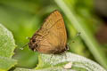 Bellera Groundstreak Calycopis bellera (Darkened Groundstreak)