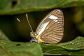 Black-vented Green-eyed White Leptophobia cinerea cinerea