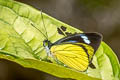 Bluish White Leptophobia caesia caesia 