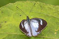 Bluish White Leptophobia caesia caesia 