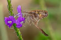 Teleus Longtail Spicauda teleus