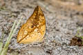 Brown-lined Prepona Archaeoprepona licomedes licomedes