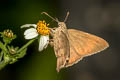 Teleus Longtail Spicauda teleus