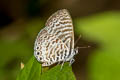 Cassius Blue Leptotes cassius ssp.