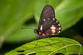 Cattleheart White Archonias brassolis negrina