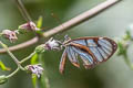 Cell-barred Ithomia Ithomia diasia morena