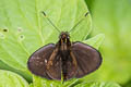 Chrysophrys Skipper Mnasitheus chrysophrys