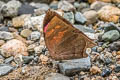 Cindy's Leafwing Fountainea nessus