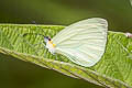 Clean Mimic White Pseudopieris nehemia ssp.