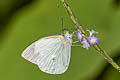 Common Green-eyed White Leptophobia aripa aripa