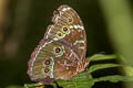 Common Morpho Morpho helenor ssp.