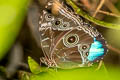 Common Morpho Morpho helenor maculata