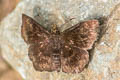 Copper-headed Sootywing Bolla cupreiceps