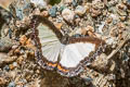 Creamy Metalmark Nymphidium ascolia ascolia