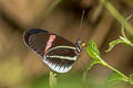 Crimson-patched Longwing Heliconius erato cyrbia (Red Postman)