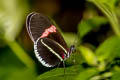 Crimson-patched Longwing Heliconius erato cyrbia (Red Postman)