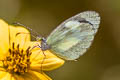 Crisia Mimic White Dismorphia crisia ssp. (Cloud-forest Mimic White)