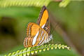 Cytherea Sister Adelpha cytherea cytherea (Smooth-banded Sister)