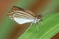 Delicate Skipper Apaustus gracilis gracilis