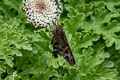 Dorantes Longtail Cecropterus dorantes galapagensis