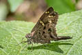 Dorantes Longtail Cecropterus dorantes dorantes