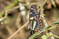 False Zebra Longwing Heliconius atthis 