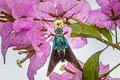 Frosted Flasher Telegonus alardus aquila